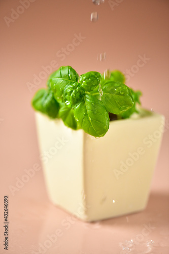 Basil in a white glass, with drops of water on a powdery background.