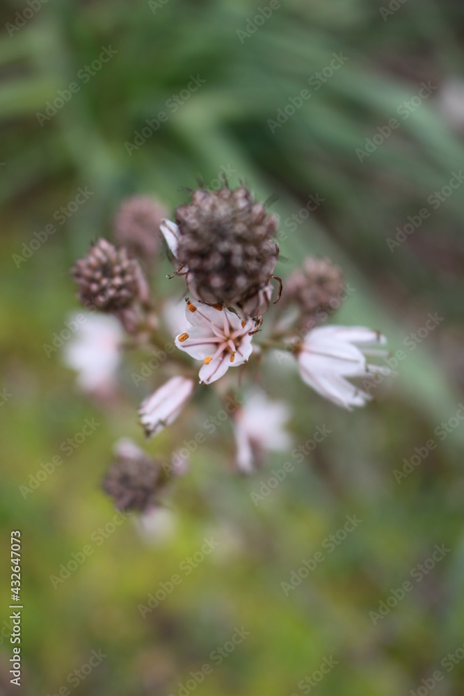 White flower. Aspholedus aestivus White flower. Aspholedus aestivus