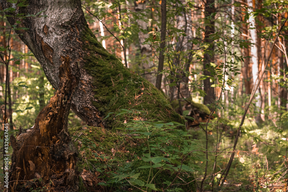 Fototapeta premium Green forest, branches, moss in summer