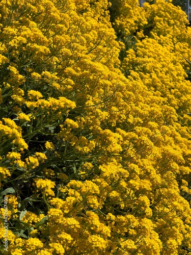 yellow flowers background