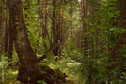 Green forest  branches  grass  leaves in summer