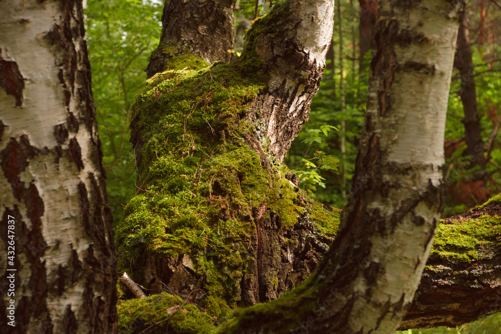 Green forest, branches, moss in summer Green forest, branches, moss in summer
