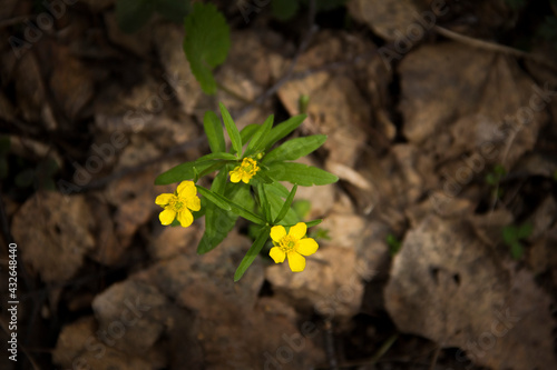 yellow flower on the ground