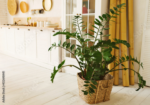 large indoor flower in a straw pot in the interior of a light kitchen zamioculcas landscaping