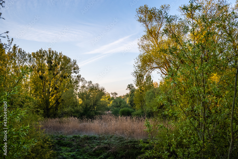 Fototapeta premium spring in the forest