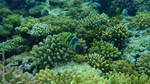 Broomtail wrasse (Cheilinus lunulatus) undersea, Red Sea, Egypt, Sharm El Sheikh, Nabq Bay photo