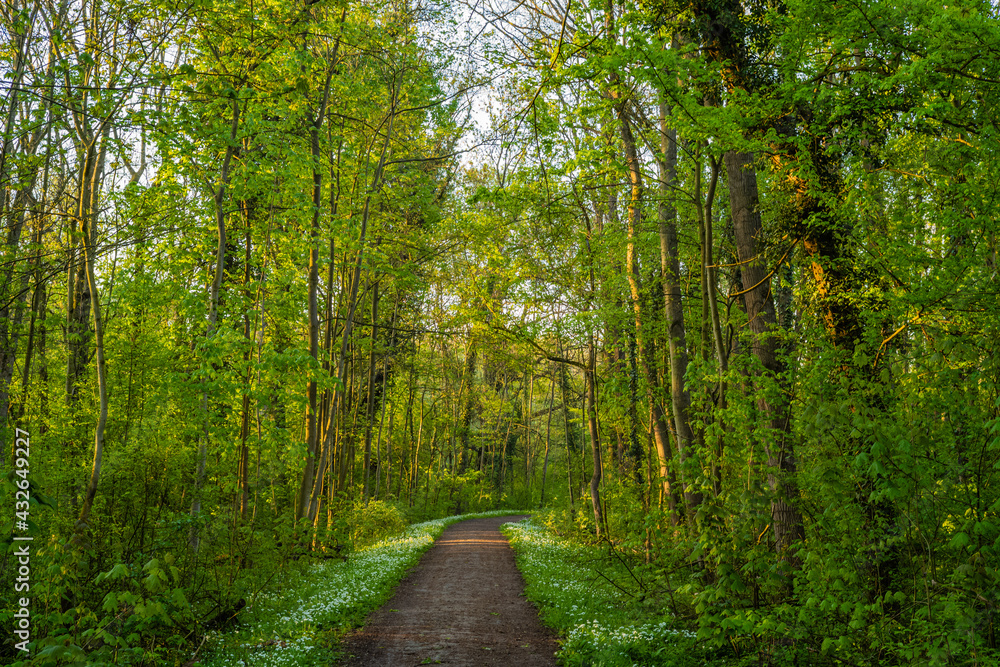 Fototapeta premium path in the forest