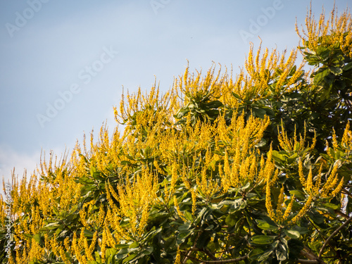 Amazonia photo