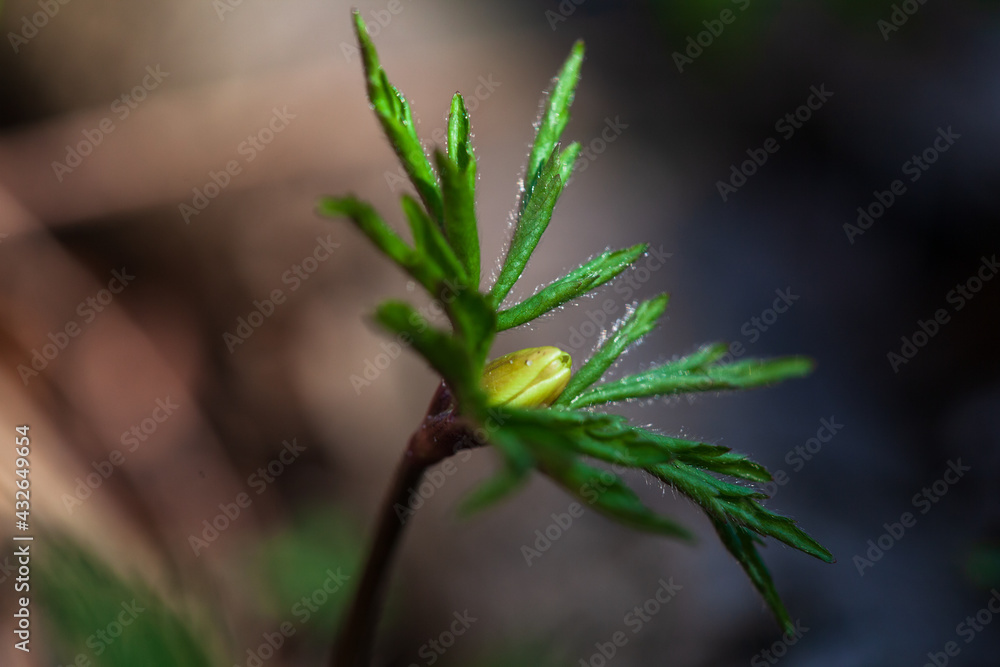 Anemones buds. First spring forest flowers. View of first bud of spring flower anemone anemone in forest on sunny day. Selective focus Anemones buds. First spring forest flowers. View of first bud of spring flower anemone anemone in forest on sunny day. Selective focus