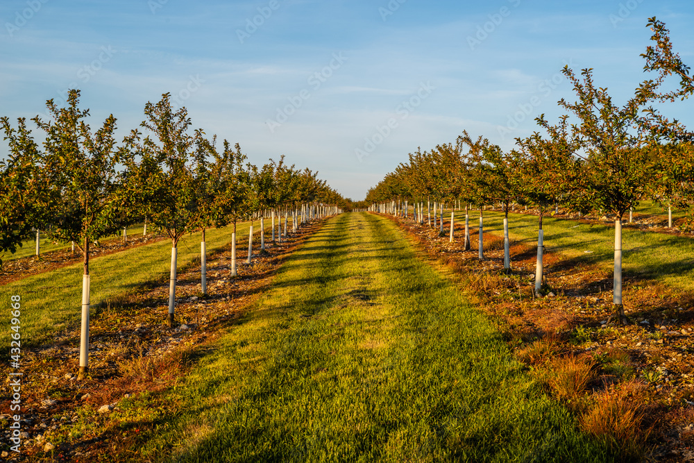 cherry orchard after bloom cherry orchard after bloom