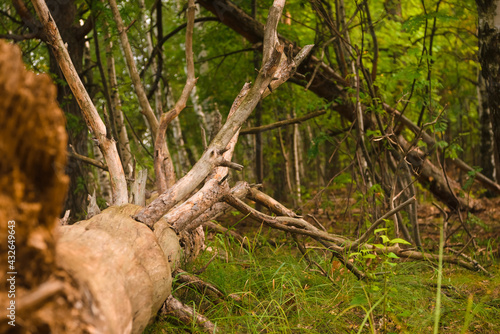 Green forest, branches, grass, drift in summer