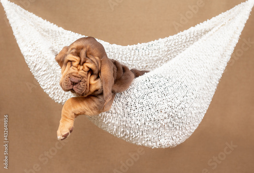 A brown bloodhound puppy lies in a white hammock. High quality photo