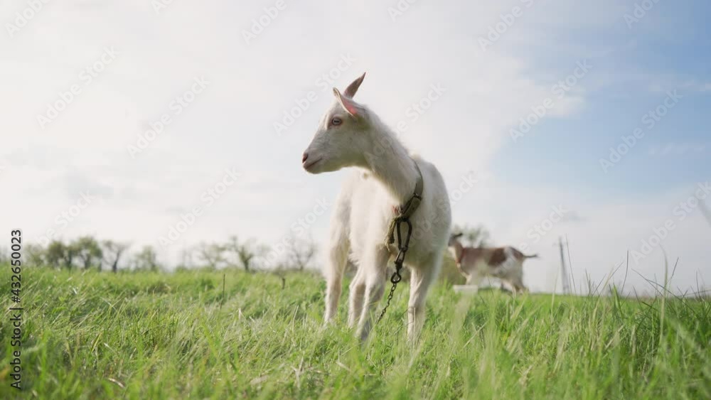 Goats Grazing in a Meadow. Background is Meadow with Green Grass and Blue Sky. Farming And Livestock Concept. 4k Footage Goats Grazing in a Meadow. Background is Meadow with Green Grass and Blue Sky. Farming And Livestock Concept. 4k Footage