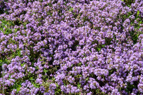 Canvas Print Blooming Thymus serpyllum in flower