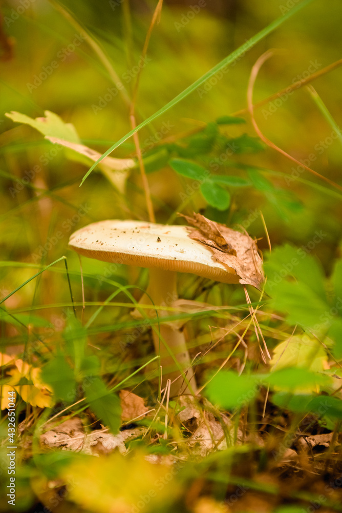 Green forest, grass, leaves, mushrooms in summer Green forest, grass, leaves, mushrooms in summer