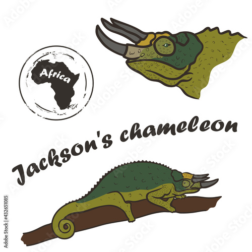 African wild animal Jackson's chameleon vector image isolated on white background. Jackson's horned chameleon in full growth and profile head, color design. Three-horned chameleon.