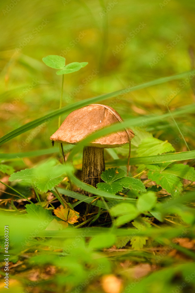 Green forest, grass, leaves, mushrooms in summer Green forest, grass, leaves, mushrooms in summer