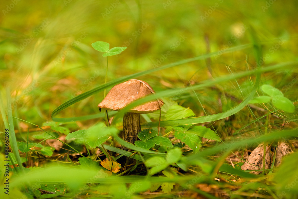 Green forest, grass, leaves, mushrooms in summer Green forest, grass, leaves, mushrooms in summer