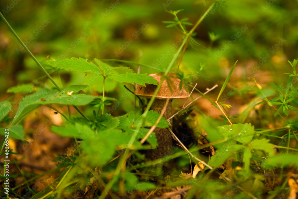 Green forest, grass, leaves, mushrooms in summer Green forest, grass, leaves, mushrooms in summer
