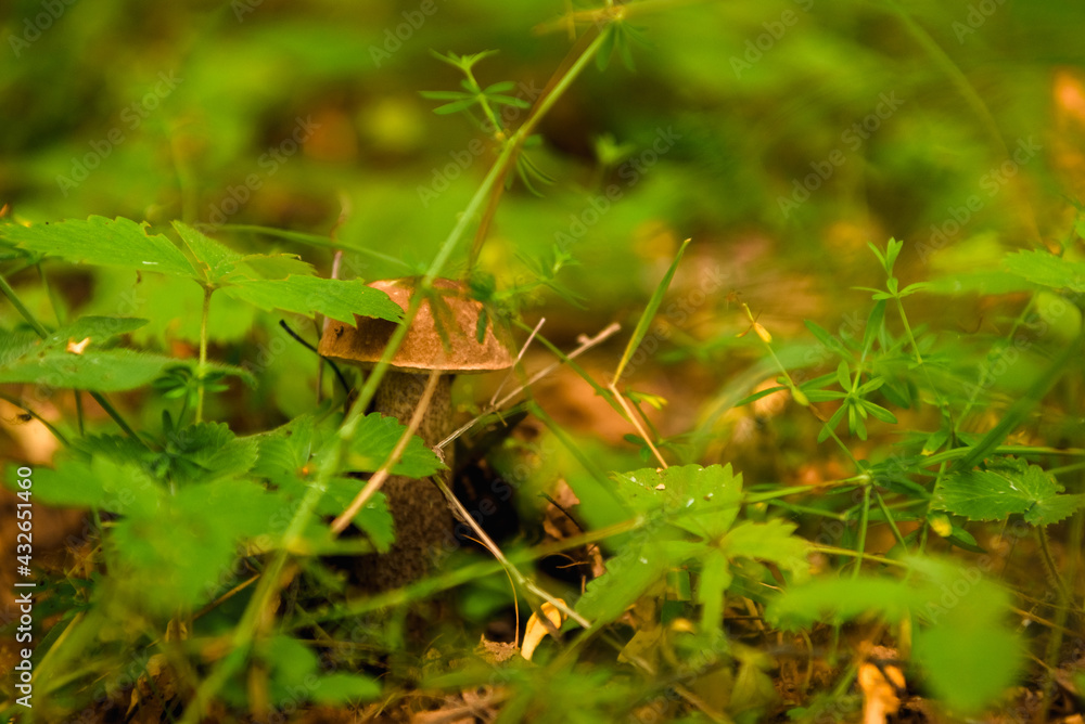 Green forest, grass, leaves, mushrooms in summer Green forest, grass, leaves, mushrooms in summer