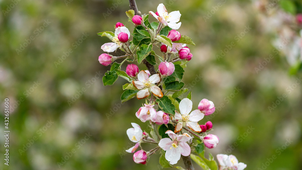 pink flowers in spring at Limburg Belgium pink flowers in spring at Limburg Belgium