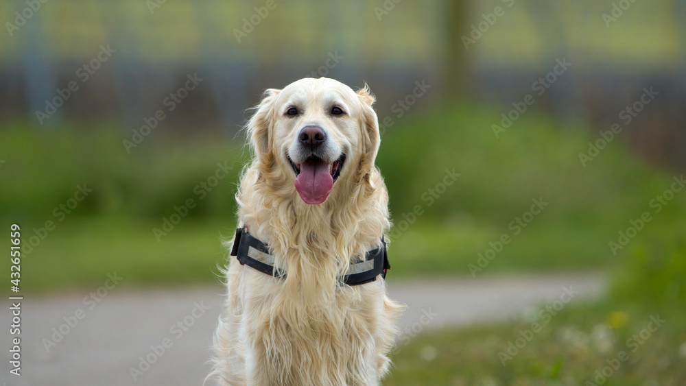 Happy golden retriever dog profile