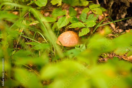 Green forest, grass, leaves, mushrooms in summer