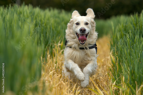 Happy golden retriever dog running in a field 