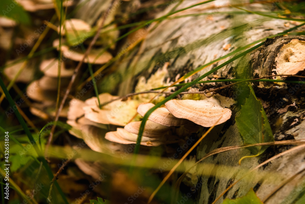 Green forest, grass, leaves, mushrooms in summer Green forest, grass, leaves, mushrooms in summer