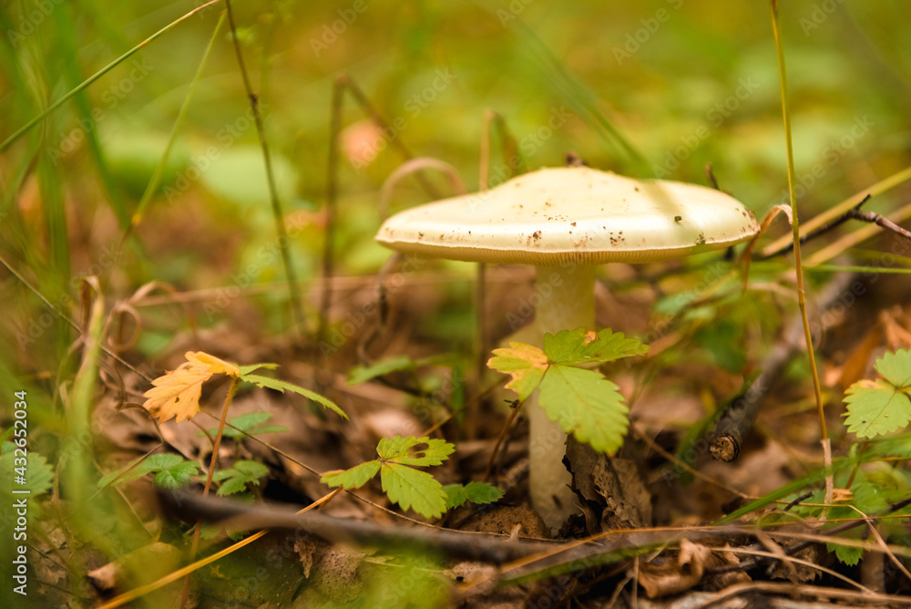 Green forest, grass, leaves, mushrooms in summer Green forest, grass, leaves, mushrooms in summer