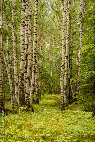 Fototapeta Naklejka Na Ścianę i Meble -  Green forest, branches, grass, leaves in summer