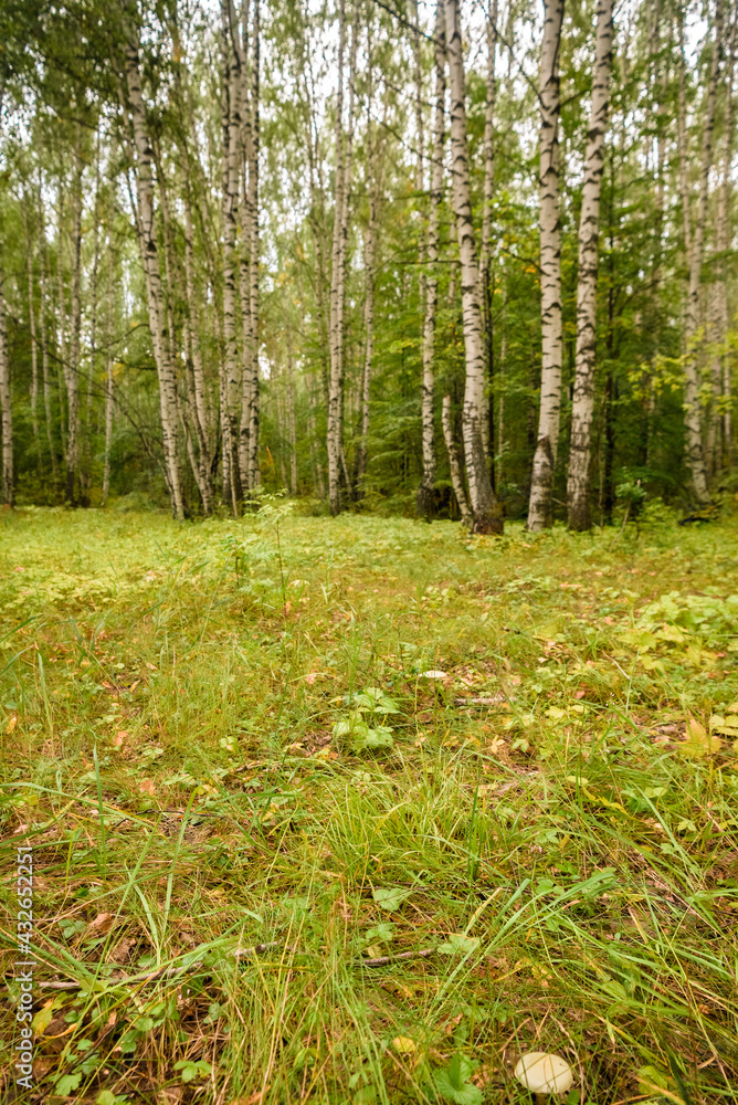 Green forest, branches, grass, leaves in summer Green forest, branches, grass, leaves in summer