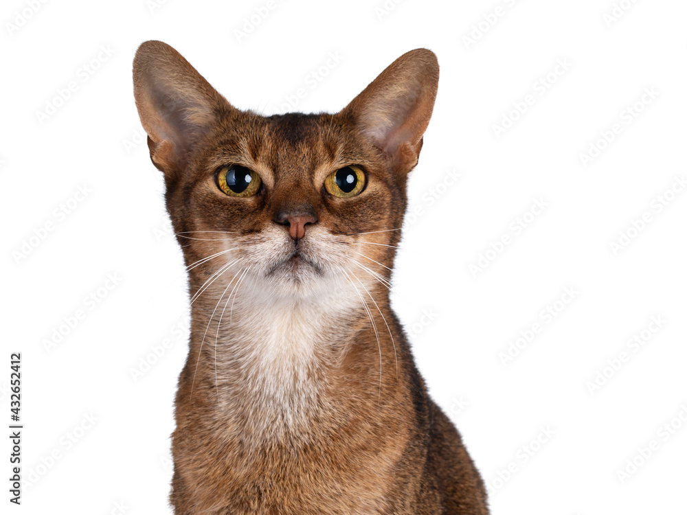 Head  studio shot of senior abyssinian cat, facing front looking towards camera. Isolated on white background.