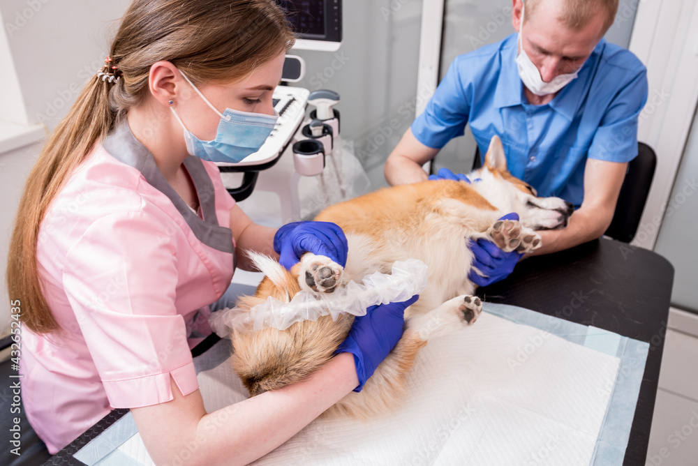 Veterinarian team examines the Corgi dog using ultrasound Veterinarian team examines the Corgi dog using ultrasound