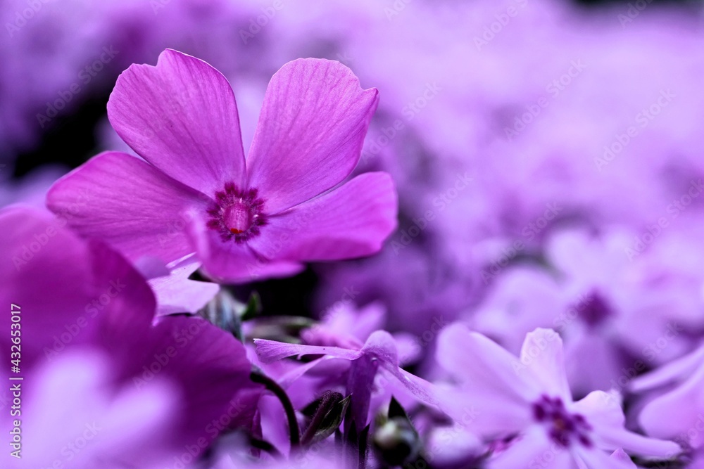 Obraz premium Fioletowe i różowe dywany z kwiatów