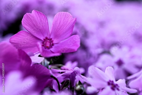 Fioletowe i różowe dywany z kwiatów