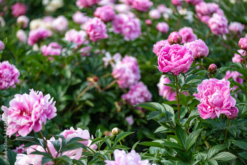 シャクナゲの花 シャクナゲの花