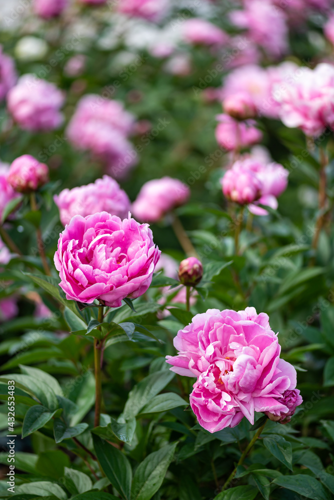 シャクナゲの花