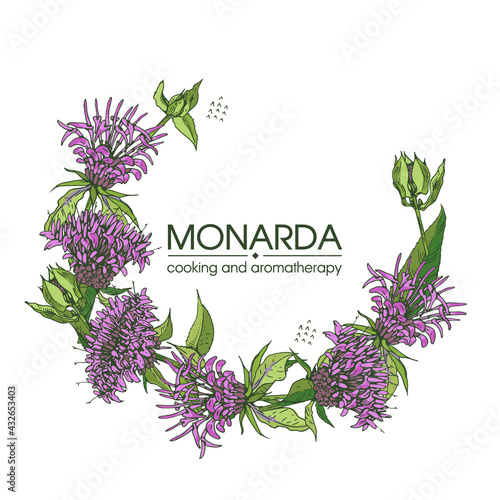 Frame with Monarda or Bergamot. Detailed hand-drawn sketches, vector botanical illustration.