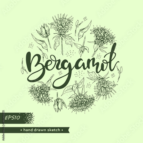 Circle filled Monarda or Bergamot and lettering Bergamot. Detailed hand-drawn sketches, vector botanical illustration.
