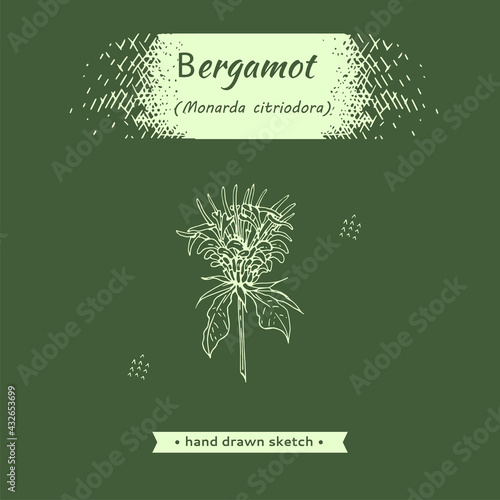 Monarda , Bergamot. Detailed hand-drawn sketches, vector botanical illustration