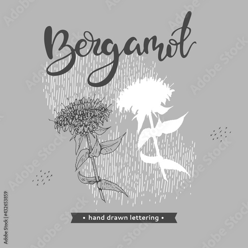 Monarda , Bergamot and lettering Bergamot Detailed hand-drawn sketches, vector botanical illustration.