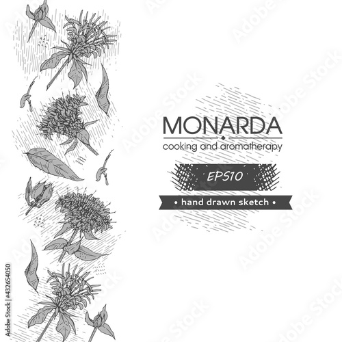 Background filled with Monarda , Bergamot. Detailed hand-drawn sketches, vector botanical illustration.