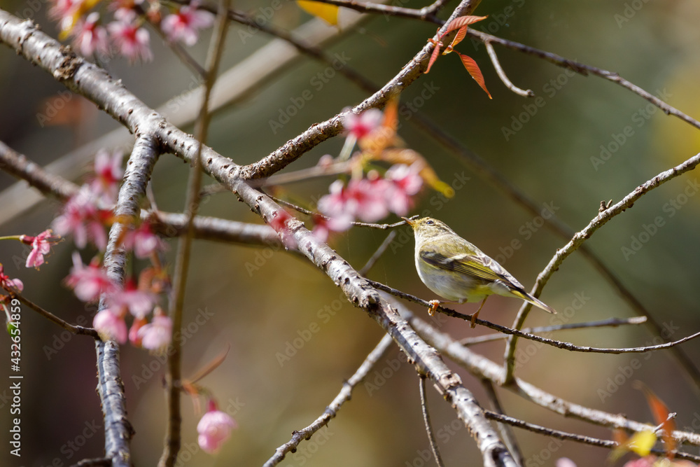 Yellow-browed Warbler (Phylloscopus inornatus) Yellow-browed Warbler (Phylloscopus inornatus)