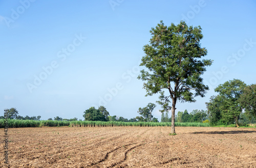 Field of green leaf Sugarcane in agriculture planting farm land
