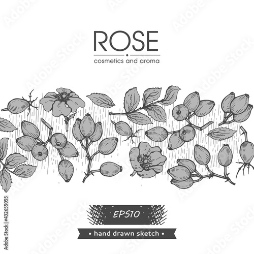 Background filled with Rosa canina and with empty circle inside. Detailed hand-drawn sketches, vector