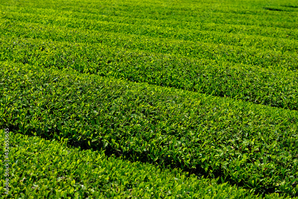 5月の茶畑 5月の茶畑