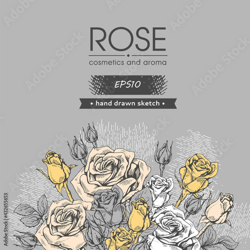 Background with Roses. Detailed hand-drawn sketches, vector
