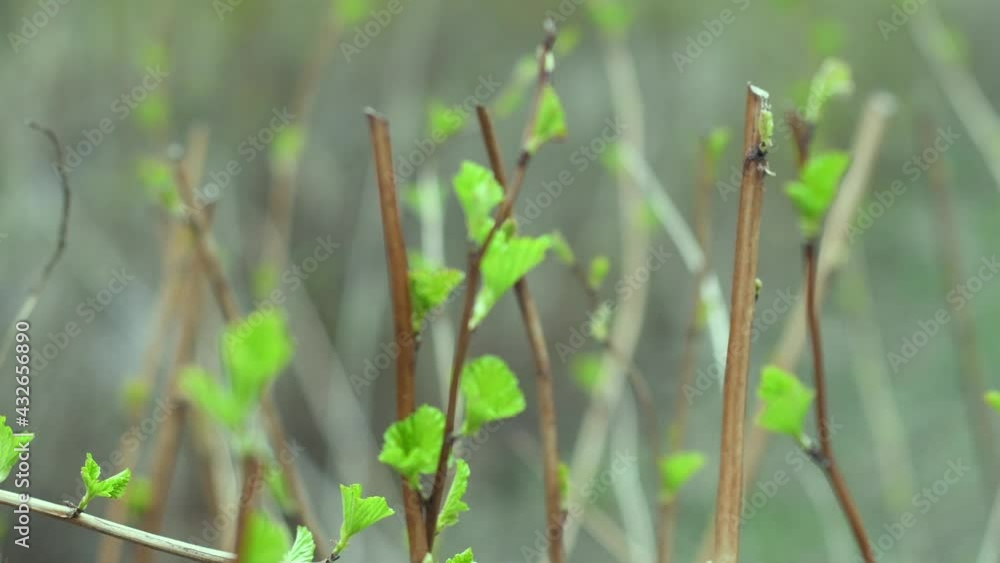 Background with green bush branches in soft focus. Spring template for use as a substrate.