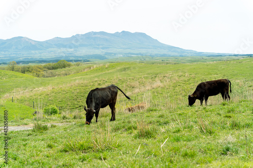 阿蘇の大自然の中に放牧され育つ牛